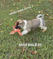 MISA MALE #2, a male Akita for sale in Mountain Grove, MO – 8 of 10