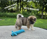 SICO MALE #2, a male Akita for sale in Mountain Grove, MO – 5 of 10