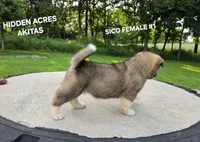 SICO FEMALE #1, a female Akita for sale in Mountain Grove, MO – 9 of 10