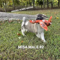 MISA MALE #2, a male Akita for sale in Mountain Grove, MO – 9 of 10