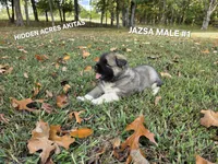 JAZSA MALE #1, a male Akita for sale in Mountain Grove, MO – 10 of 10