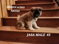 processed/953e0be9-7a00-4bd9-a611-fccafe97a5b7/listing/552128a8-7e4c-4359-90bf-026742f4574f/02debc4a-b2e3-46de-9d25-7554348ffda3