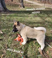 JASA MALE #3, a male Akita for sale in Mountain Grove, MO – Photo 5 of 10