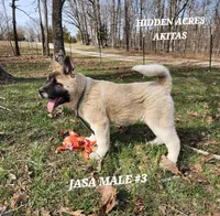 JASA MALE #3, a male Akita for sale in Mountain Grove, MO – Photo 9 of 10