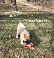 JASA MALE #3, a male Akita for sale in Mountain Grove, MO – Photo 6 of 10