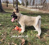 JASA MALE #3, a male Akita for sale in Mountain Grove, MO – Photo 8 of 10