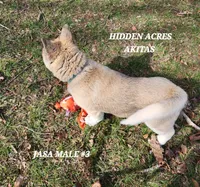 JASA MALE #3, a male Akita for sale in Mountain Grove, MO – Photo 3 of 10