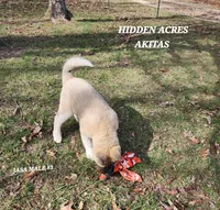 JASA MALE #3, a male Akita for sale in Mountain Grove, MO – Photo 10 of 10