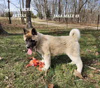 JASA MALE #3, a male Akita for sale in Mountain Grove, MO – Photo 7 of 10