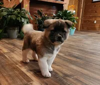 processed/953e0be9-7a00-4bd9-a611-fccafe97a5b7/listing/552128a8-7e4c-4359-90bf-026742f4574f/c499a0b8-c06c-4d4e-89e5-a2d16dc6ac57