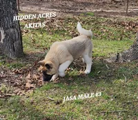 JASA MALE #3, a male Akita for sale in Mountain Grove, MO – Photo 2 of 10