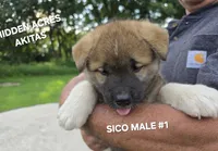 SICO MALE #1, a male Akita for sale in Mountain Grove, MO – 6 of 10
