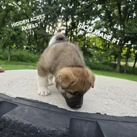 SICO MALE #1, a male Akita for sale in Mountain Grove, MO – 9 of 10