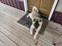 JOSR FEMALE #2, a female Akita for sale in Mountain Grove, MO – 2 of 10