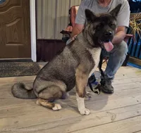 SHGR MALE #1, a male Akita for sale in Mountain Grove, MO – 3 of 9