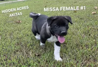 MISA FEMALE #1, a female Akita for sale in Mountain Grove, MO – 7 of 10