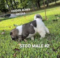 STCO MALE #2, a male Akita for sale in Mountain Grove, MO – 2 of 10