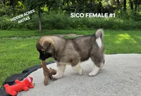 SICO FEMALE #1, a female Akita for sale in Mountain Grove, MO – 4 of 10