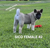 SICO FEMALE #2, a female Akita for sale in Mountain Grove, MO – 7 of 10