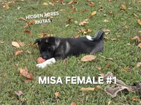 MISA FEMALE #1, a female Akita for sale in Mountain Grove, MO – 5 of 10