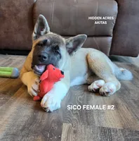 SICO FEMALE #2, a female Akita for sale in Mountain Grove, MO – 3 of 10