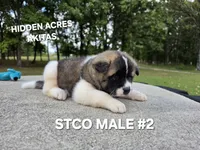 STCO MALE #2, a male Akita for sale in Mountain Grove, MO – 9 of 10