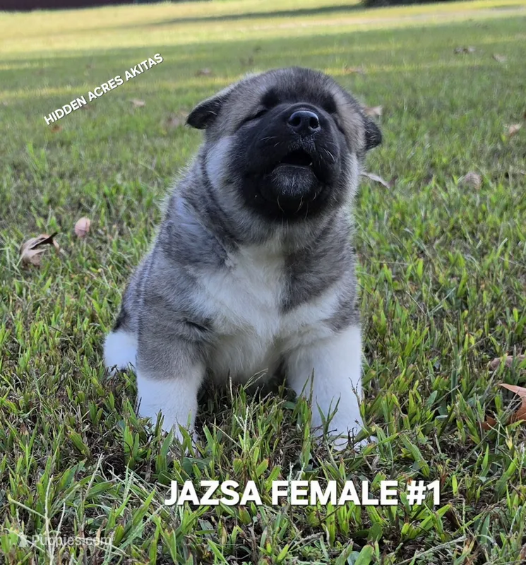 JAZSA FEMALE #1 – Akita puppy for sale in Mountain Grove, MO