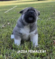 JAZSA FEMALE #1, a female Akita for sale in Mountain Grove, MO – 3 of 10