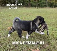 MISA FEMALE #1, a female Akita for sale in Mountain Grove, MO – 2 of 10