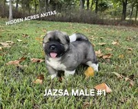 JAZSA MALE #1, a male Akita for sale in Mountain Grove, MO – 5 of 10