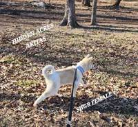 SHGR FEMALE #2, a female Akita for sale in Mountain Grove, MO – Photo 7 of 10