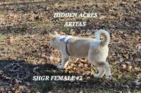 SHGR FEMALE #2, a female Akita for sale in Mountain Grove, MO – Photo 3 of 10