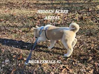 SHGR FEMALE #2, a female Akita for sale in Mountain Grove, MO – Photo 5 of 10