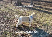 SHGR FEMALE #2, a female Akita for sale in Mountain Grove, MO – Photo 8 of 10