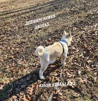 SHGR FEMALE #2, a female Akita for sale in Mountain Grove, MO – Photo 9 of 10