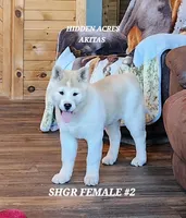 SHGR FEMALE #2, a female Akita for sale in Mountain Grove, MO – Photo 10 of 10