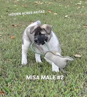 MISA MALE #2, a male Akita for sale in Mountain Grove, MO – 2 of 10