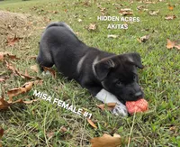 MISA FEMALE #1, a female Akita for sale in Mountain Grove, MO – 10 of 10