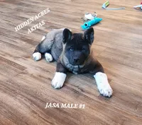 JASA MALE #1, a male Akita for sale in Mountain Grove, MO – Photo 5 of 10