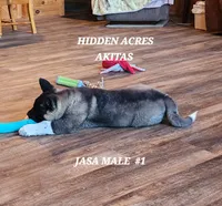 JASA MALE #1, a male Akita for sale in Mountain Grove, MO – Photo 3 of 10