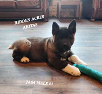 JASA MALE #1, a male Akita for sale in Mountain Grove, MO – Photo 10 of 10