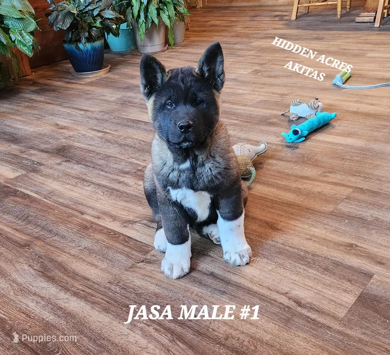 JASA MALE #1