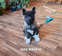 JASA MALE #1, a male Akita for sale in Mountain Grove, MO – Photo 1 of 10