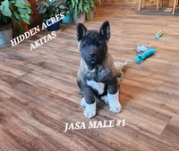 JASA MALE #1, a male Akita for sale in Mountain Grove, MO – Photo 9 of 10