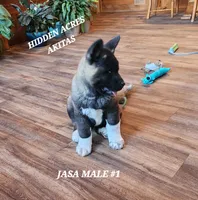 JASA MALE #1, a male Akita for sale in Mountain Grove, MO – Photo 6 of 10