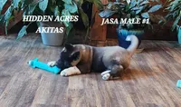 JASA MALE #1, a male Akita for sale in Mountain Grove, MO – Photo 2 of 10