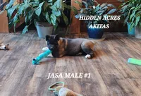 JASA MALE #1, a male Akita for sale in Mountain Grove, MO – Photo 4 of 10