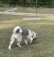 SICO FEMALE #2, a female Akita for sale in Mountain Grove, MO – 10 of 10