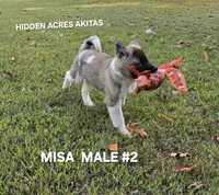 MISA MALE #2, a male Akita for sale in Mountain Grove, MO – 10 of 10