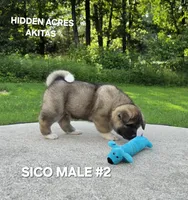 SICO MALE #2, a male Akita for sale in Mountain Grove, MO – 4 of 10